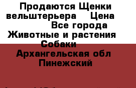 Продаются Щенки вельштерьера  › Цена ­ 27 000 - Все города Животные и растения » Собаки   . Архангельская обл.,Пинежский 